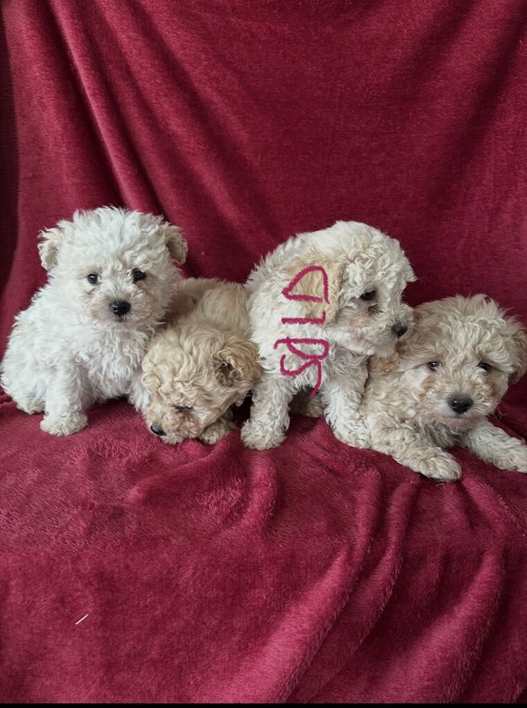 Maltipoo Poodle Puppies