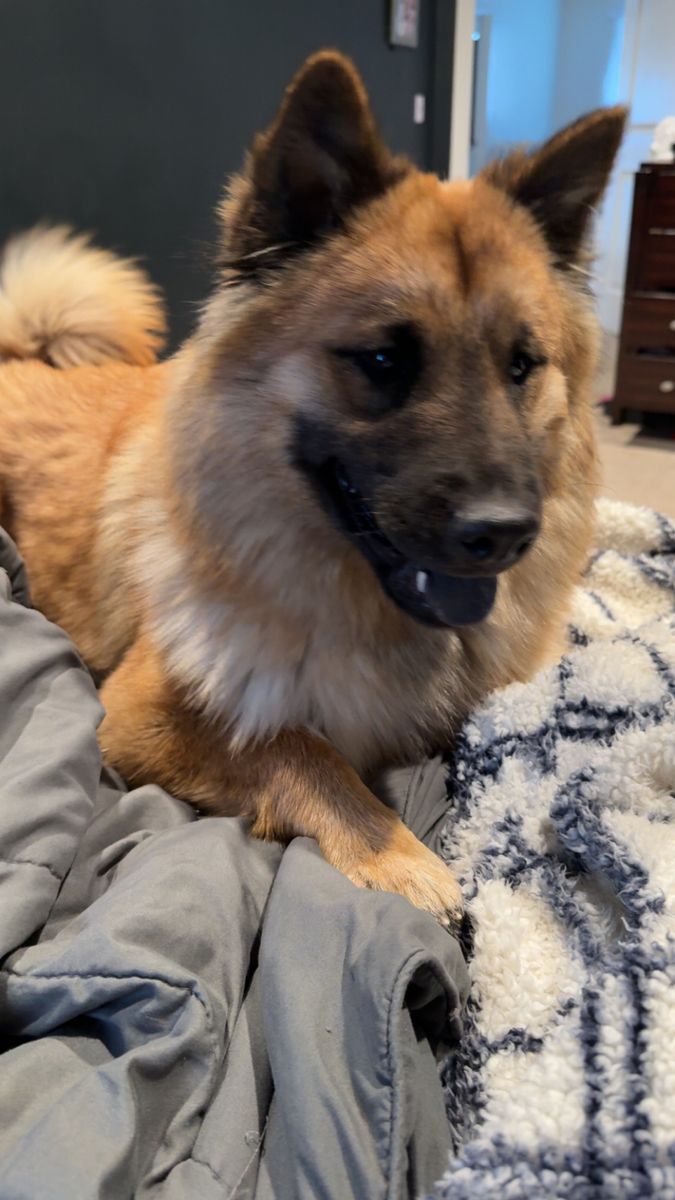 3 year old Chow Chow mix