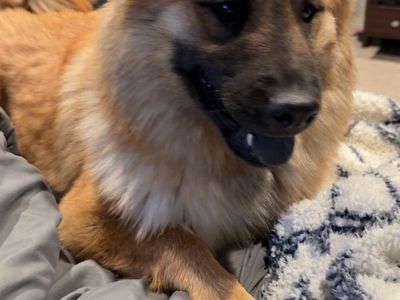 3 year old Chow Chow mix