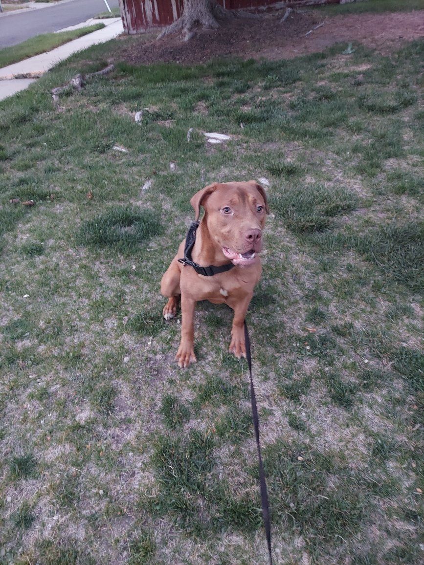 Cane Corso Rednose Bully Mix Female