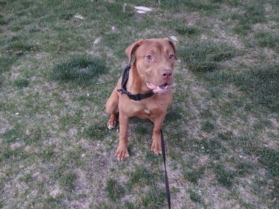Cane Corso Rednose Bully Mix Female