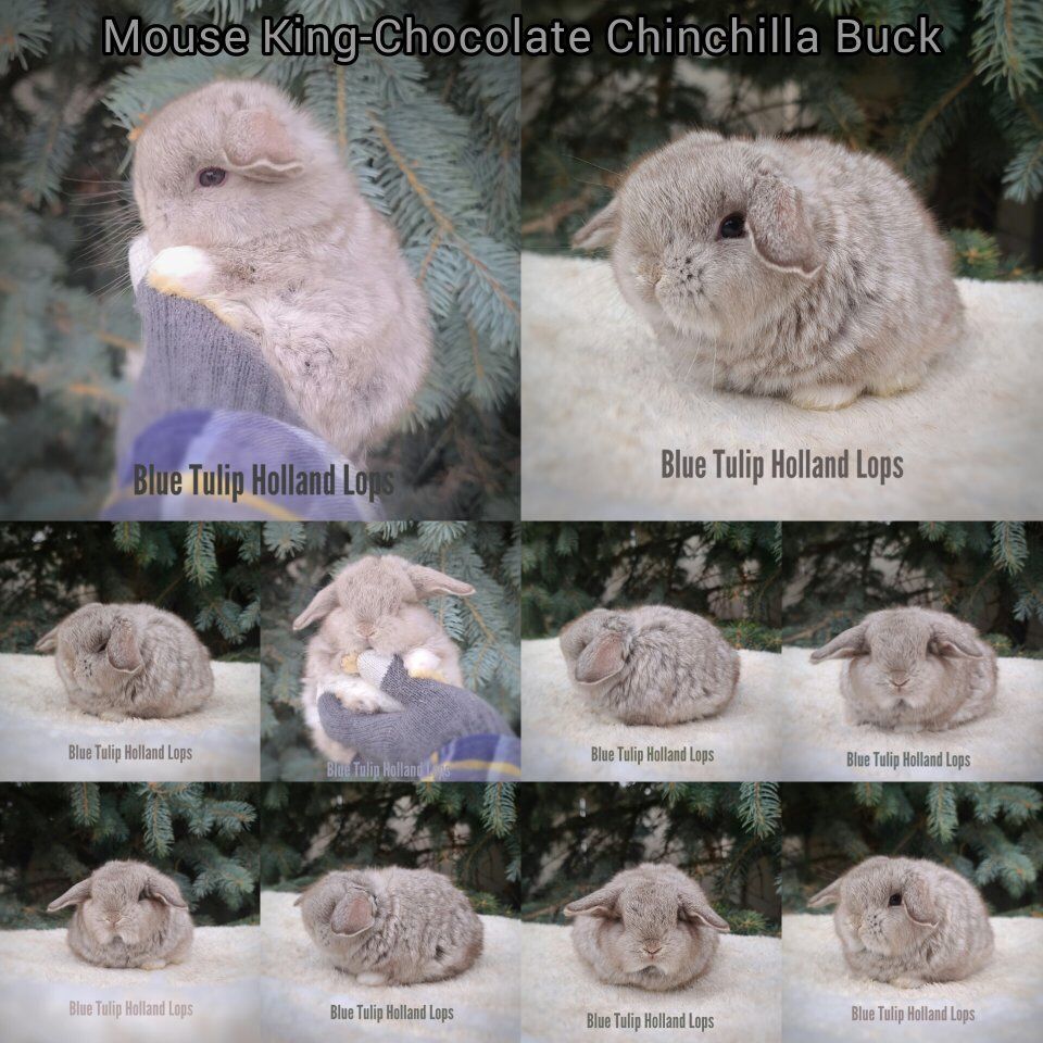 Chocolate Chinchilla Holland Lop Boys