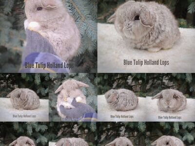 Chocolate Chinchilla Holland Lop Boys