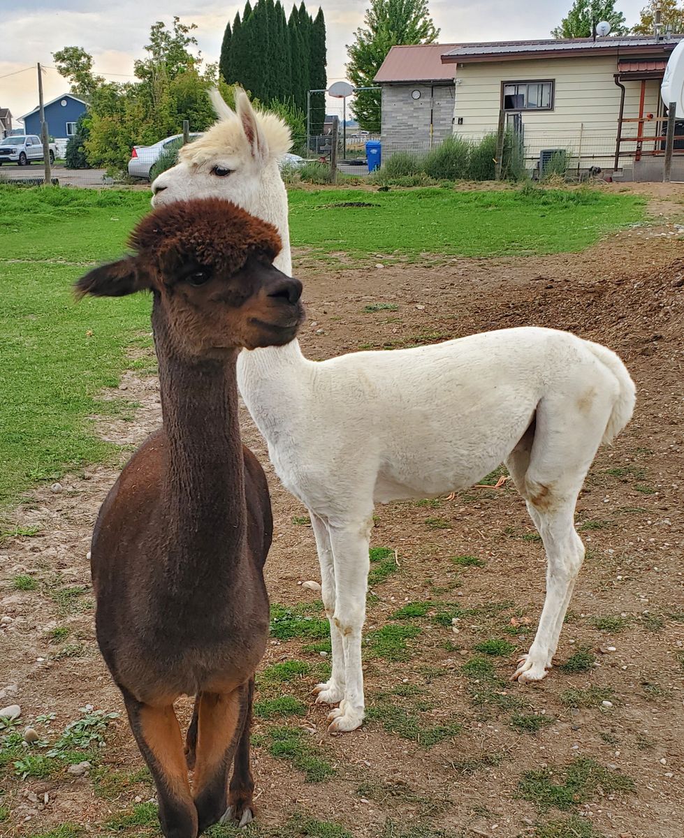2 male Alpacas