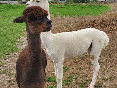 2 male Alpacas