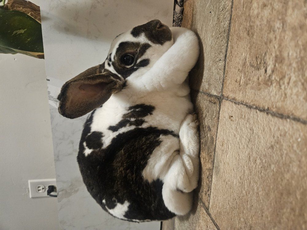 Pregnant Pedigree Standard Rex