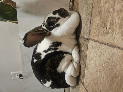 Pregnant Pedigree Standard Rex