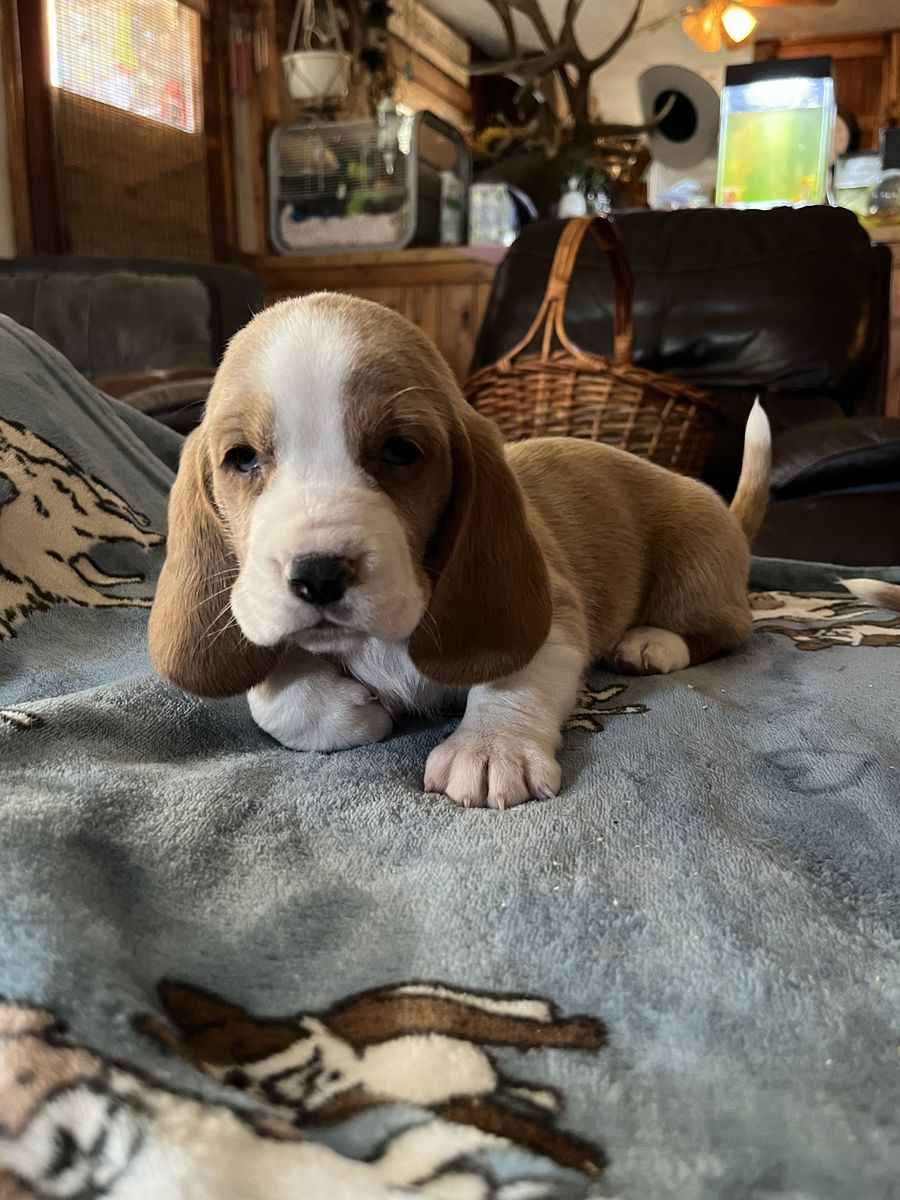 Bassett Hound Puppies