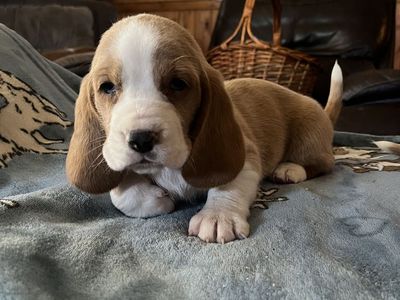 Bassett Hound Puppies