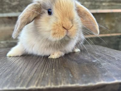 Pedigreed Holland Lop Bunny- Doe