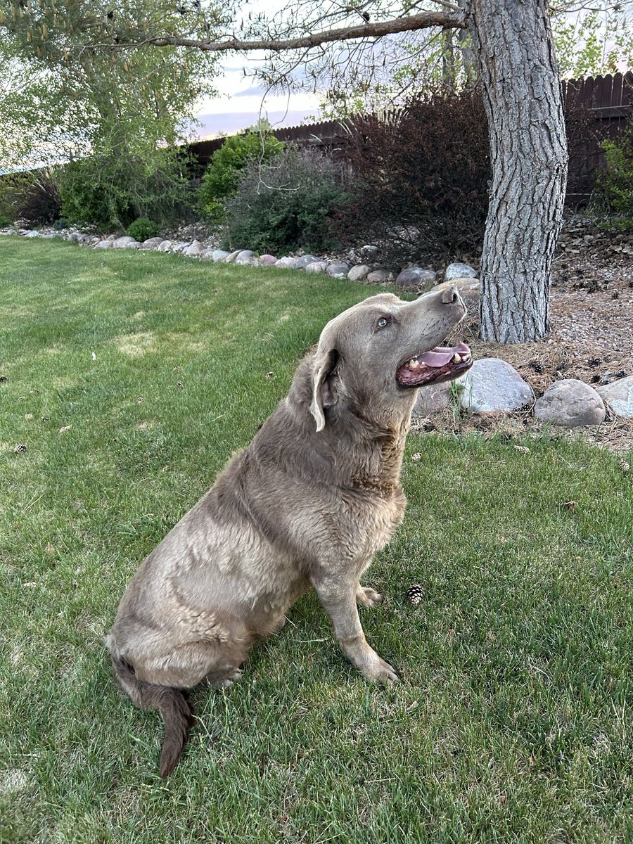 AKC Registered Silver Lab puppies for sale.