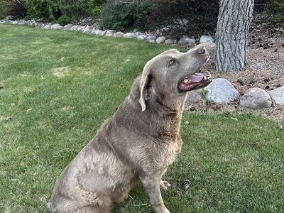 AKC Registered Silver Lab puppies for sale.