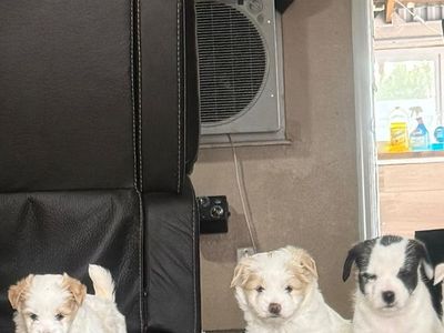 Maltese Puppies