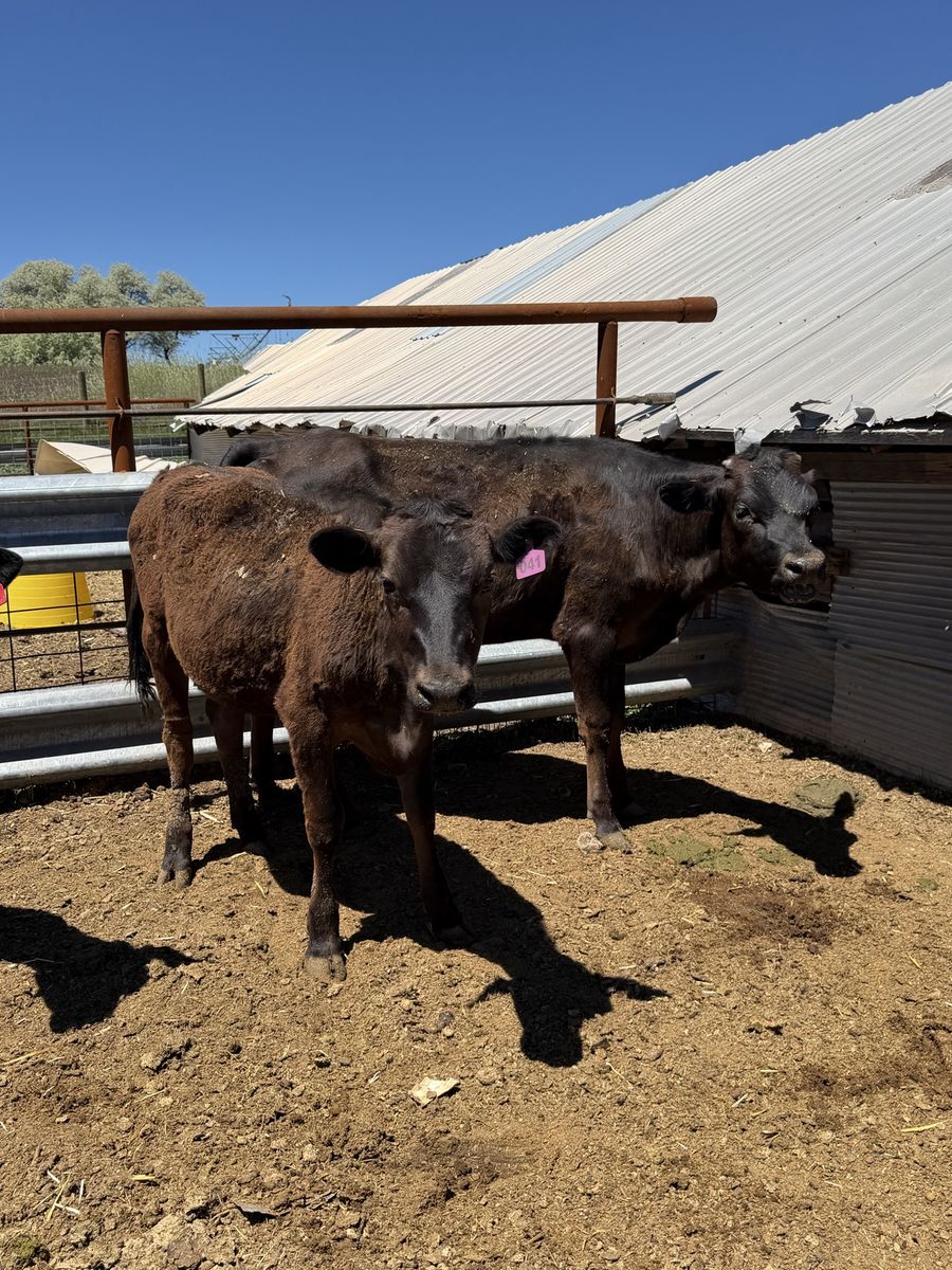 Angus / Jersey Heifers