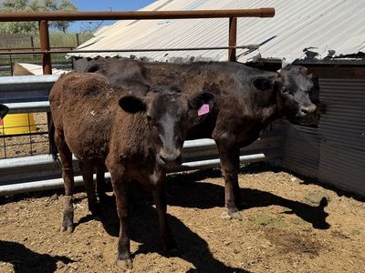 Angus / Jersey Heifers