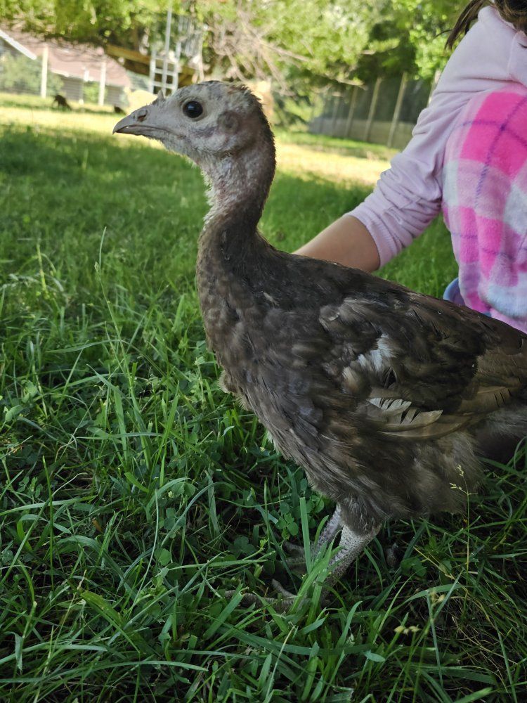 Turkey poults
