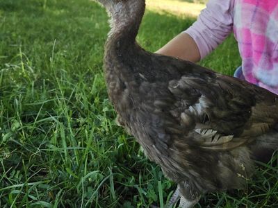 Turkey poults