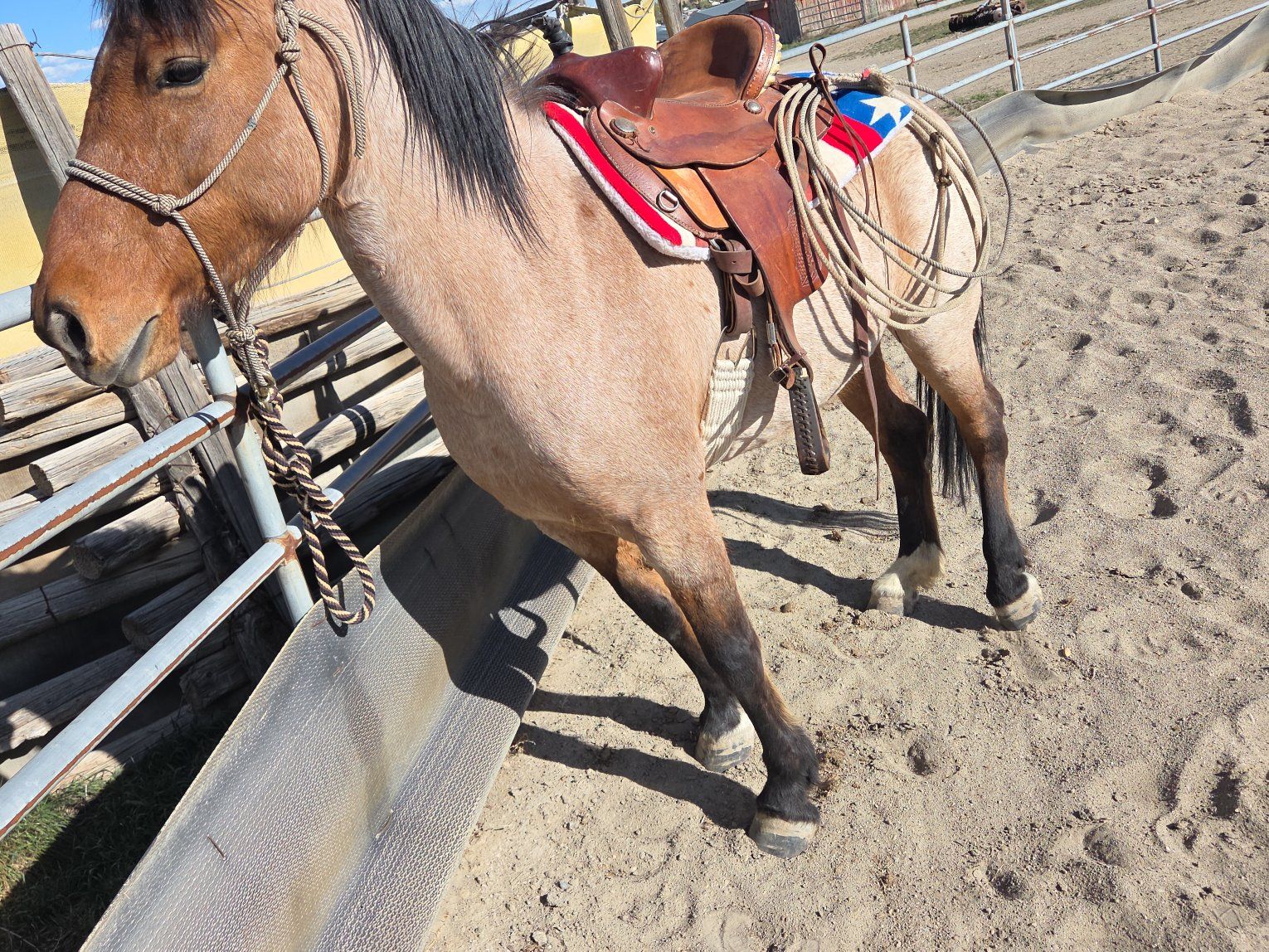 Bay Roan Mustang 