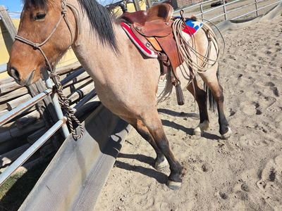Bay Roan Mustang