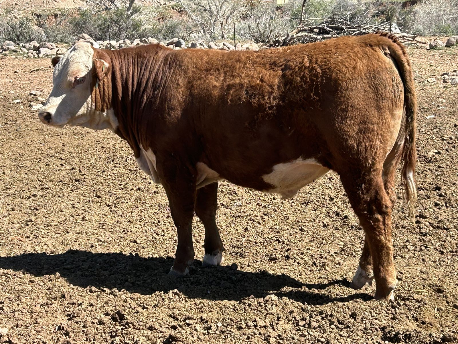 Yearling Registered Hereford Bulls