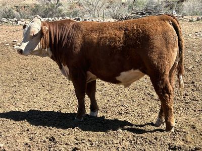 Yearling Registered Hereford Bulls