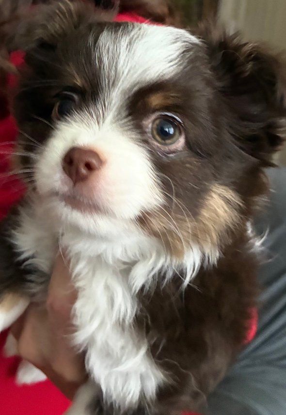 Long hair Mini Chihuahua Puppy - 
- Ready for his Forever Loving Home!