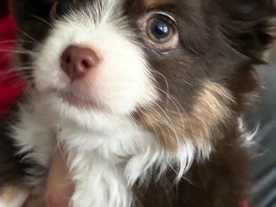 Long hair Mini Chihuahua Puppy -
- Ready for his Forever Loving Home!