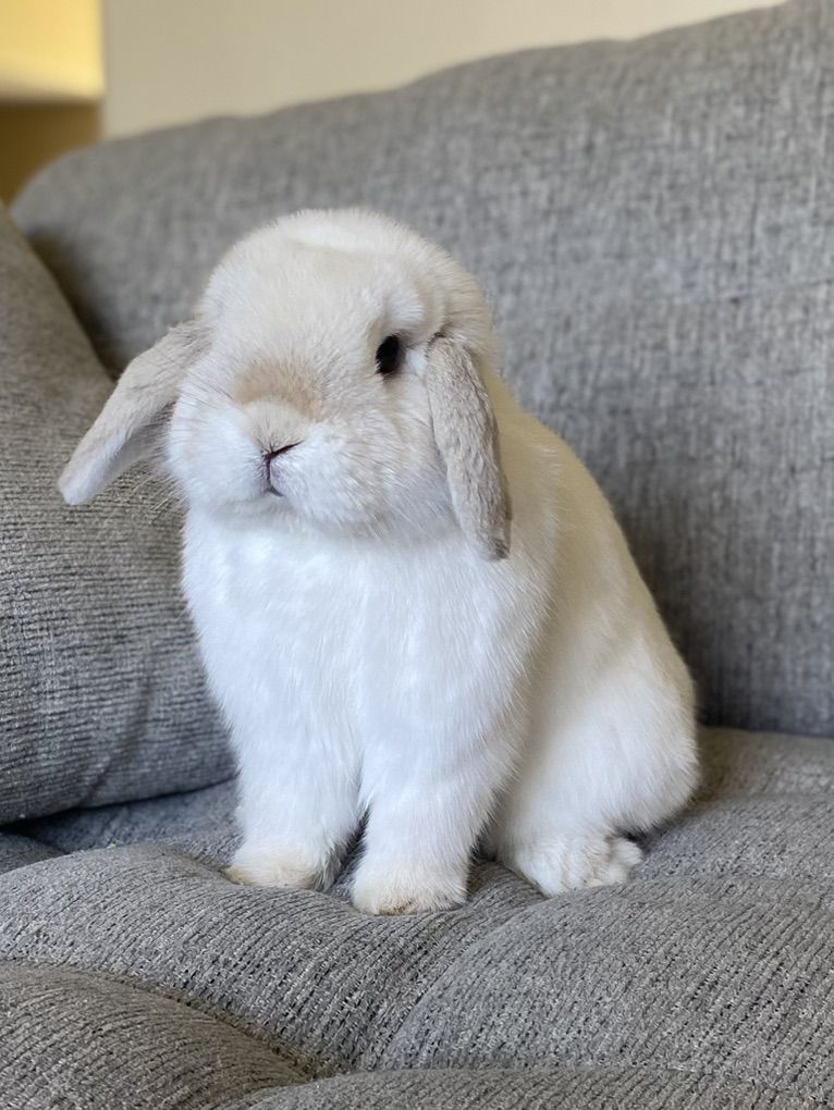 Adorable Holland Lop Buck