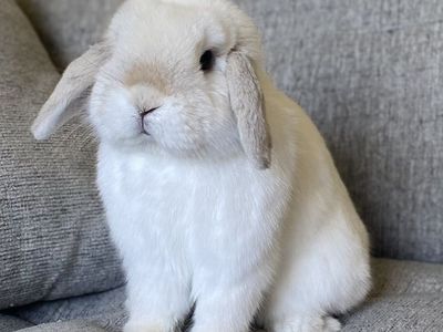 Adorable Holland Lop Buck