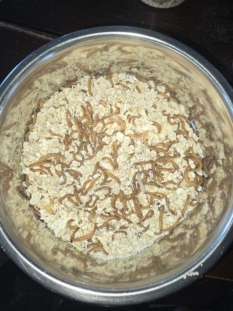 Live Mealworms - Feeder Insects for Reptiles, Birds, Fish & Small Animals 675