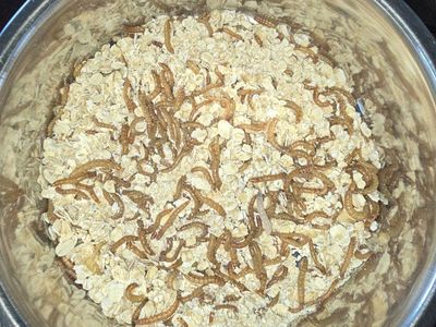 Live Mealworms - Feeder Insects for Reptiles, Birds, Fish & Small Animals 675
