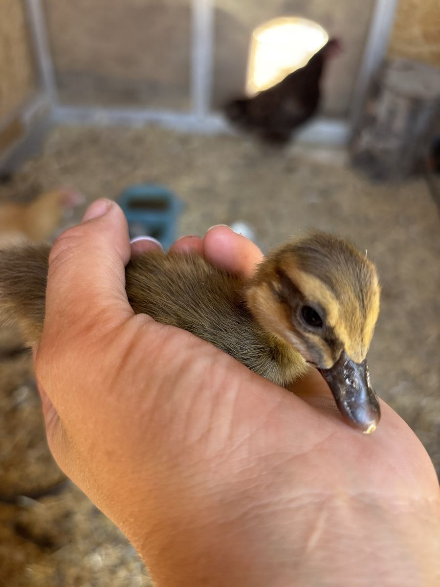Live Duckling Baby Poultry