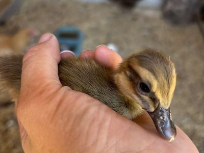 Live Duckling Baby Poultry