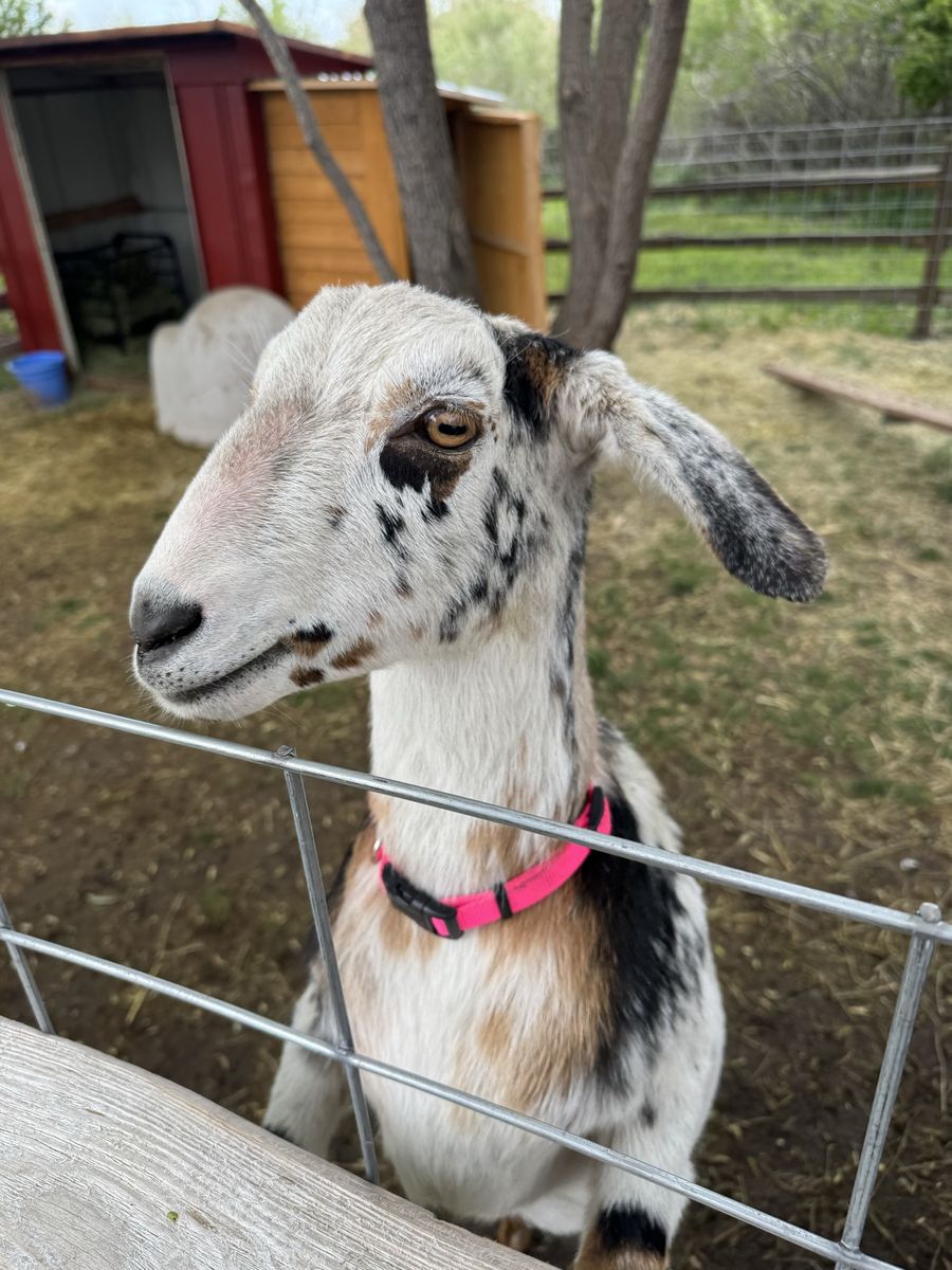 Mini Nubian yearlings