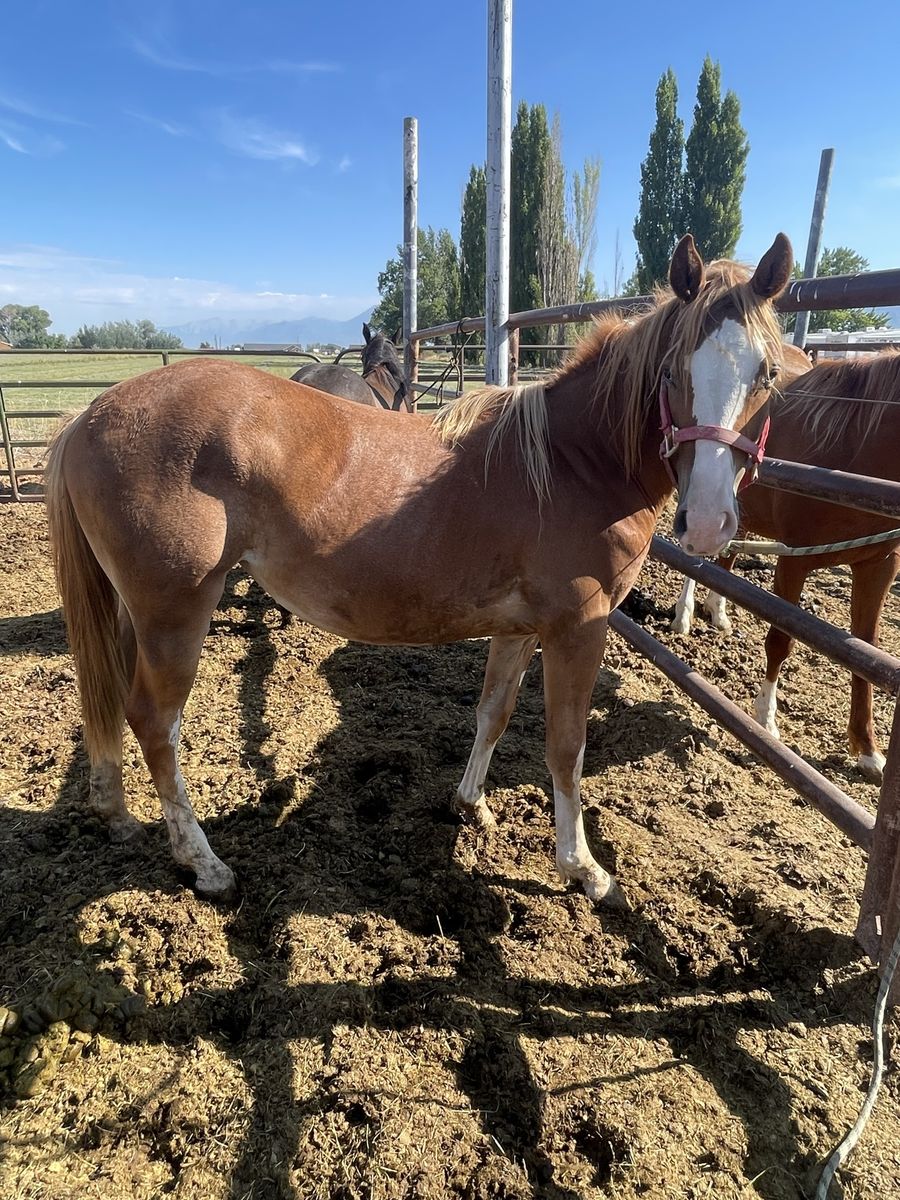 Yearling 1/4 Draft Filly