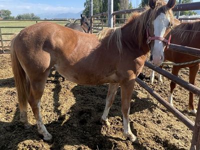 Yearling 1/4 Draft Filly