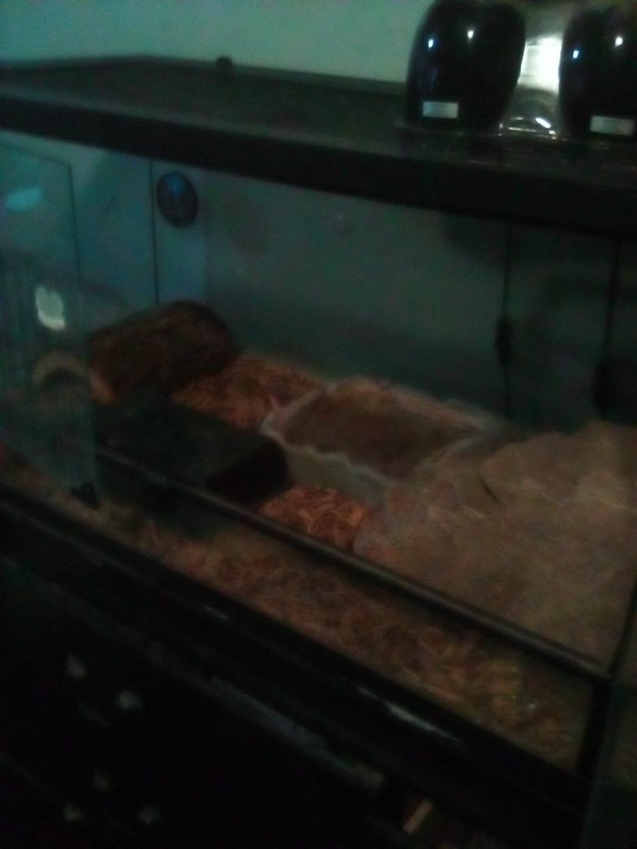 sub adult male pueblan milk snake and full set up.