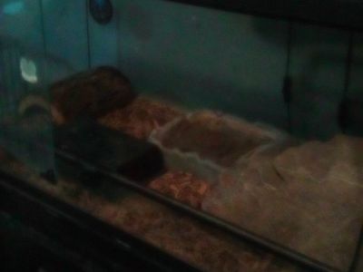 sub adult male pueblan milk snake and full set up.