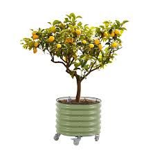 Vego Garden Self-Watering Rolling Citrus Tree Planter. Green 1994276 #106551