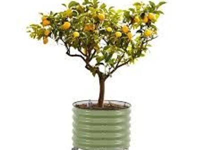 Vego Garden Self-Watering Rolling Citrus Tree Planter. Green 1994276 #106551