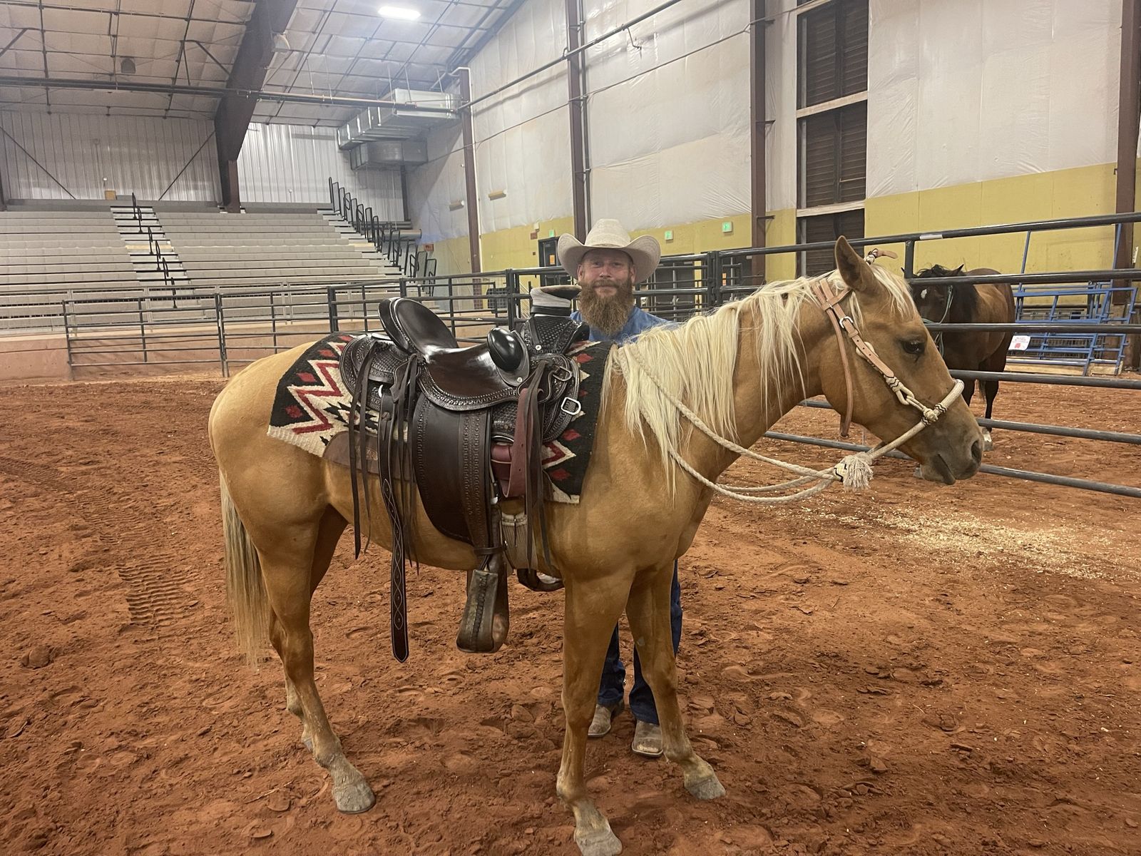 6 year old palomino gelding