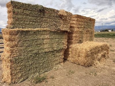 First Crop Alfalfa