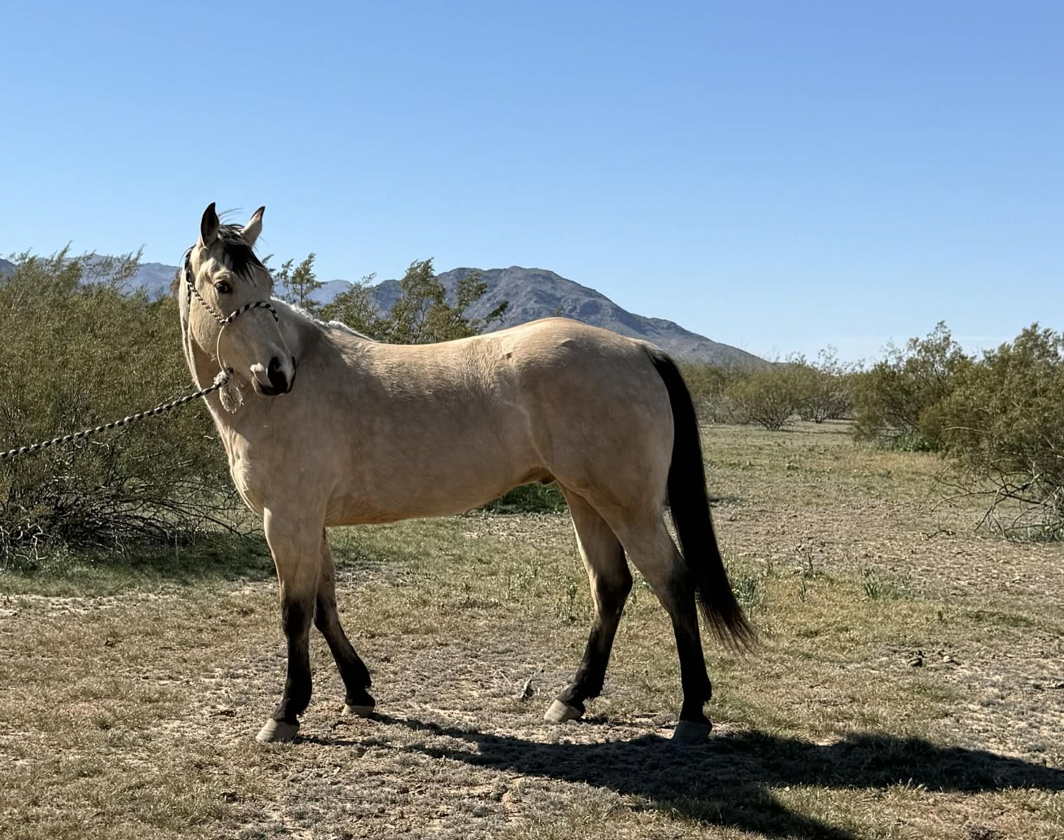 High-Caliber All-Around Prospect