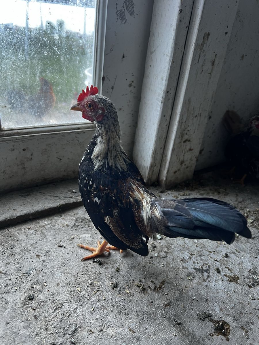 Gallito en venta