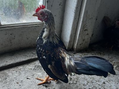 Gallito en venta