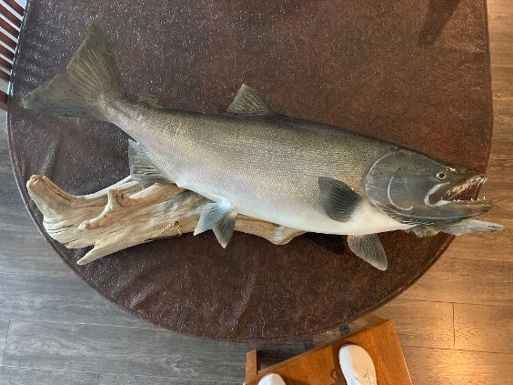 Wall Mounted Salmon