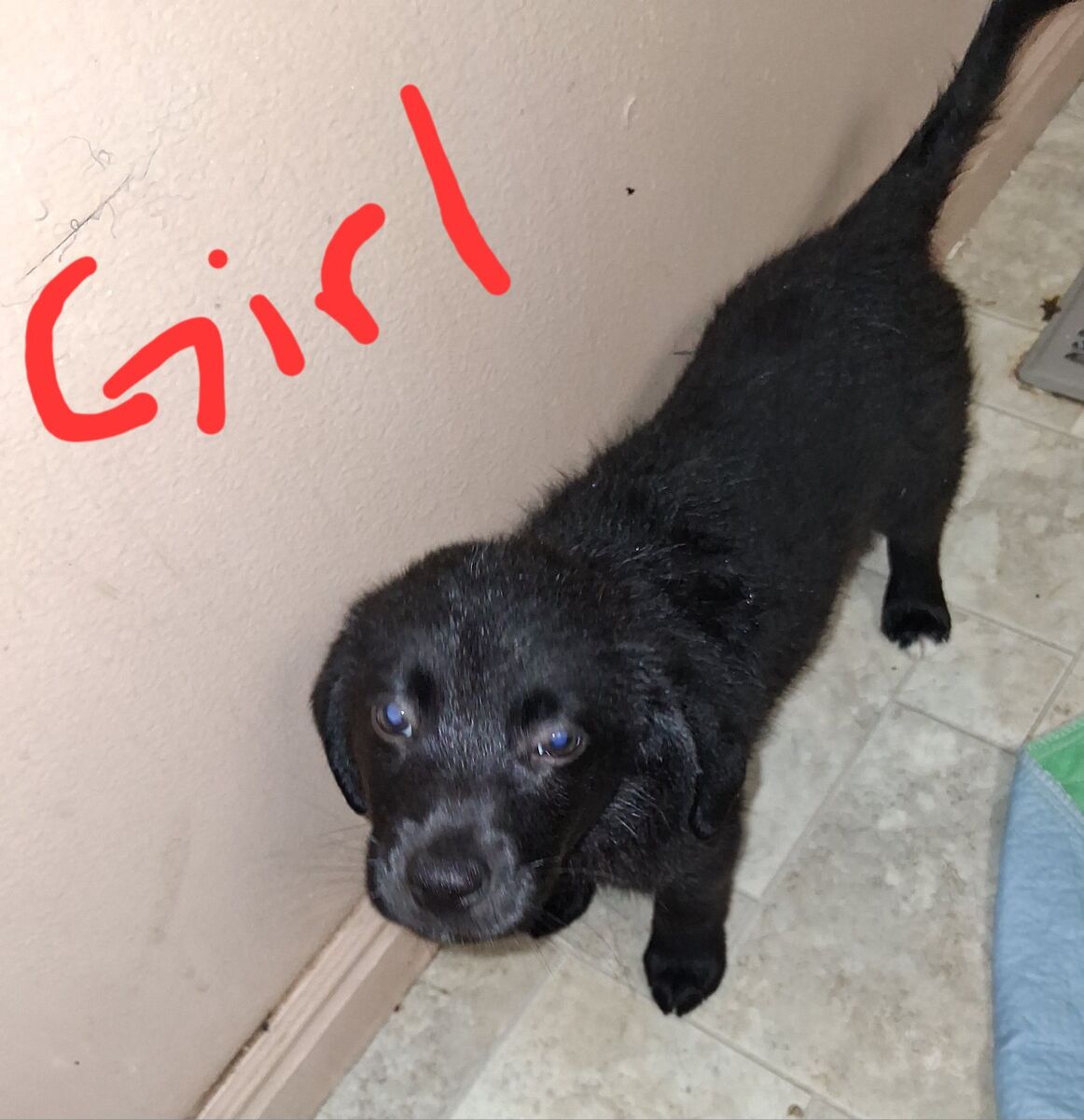 Borderdoodle/Australian shepherd puppies