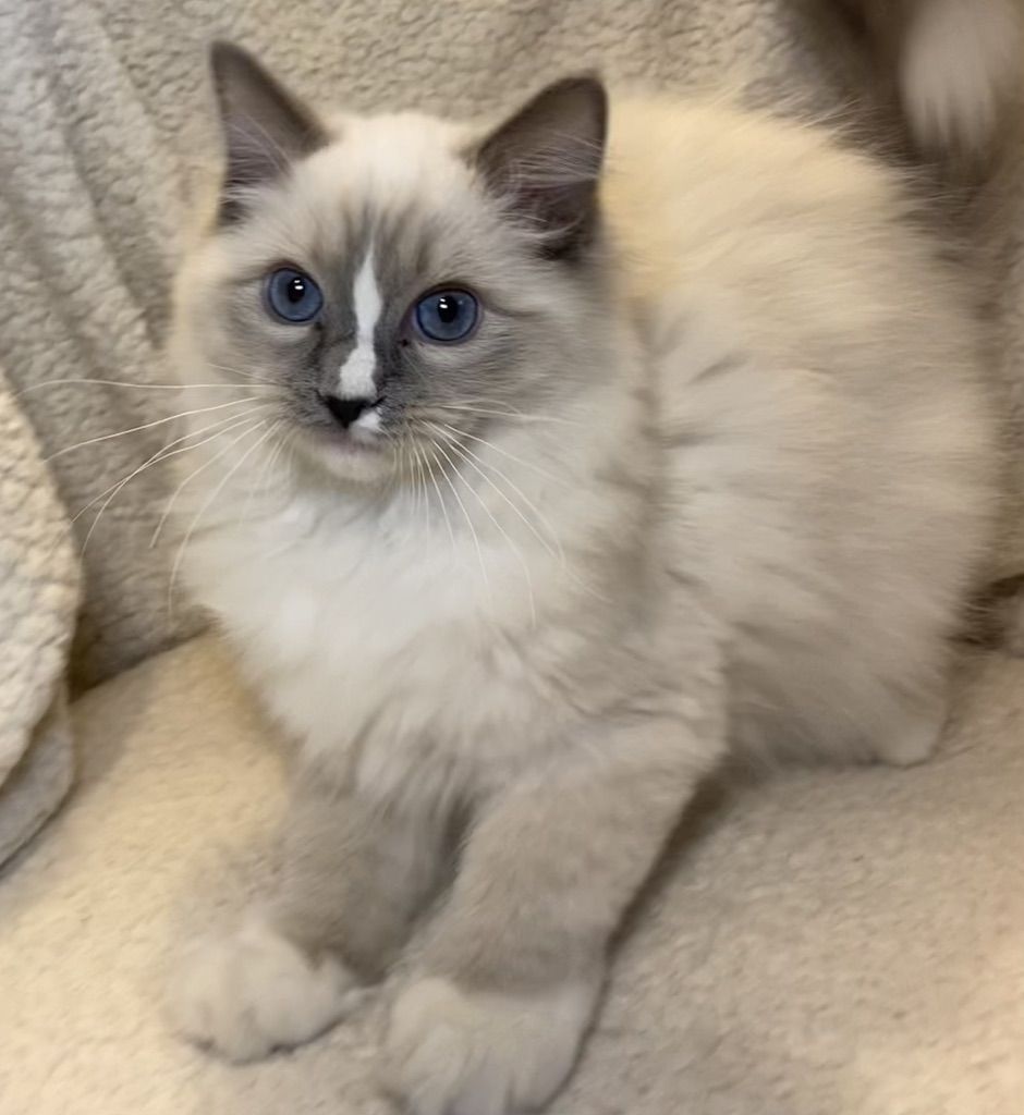 Beautiful Purebred TICA Registered 5 Month Ragdoll