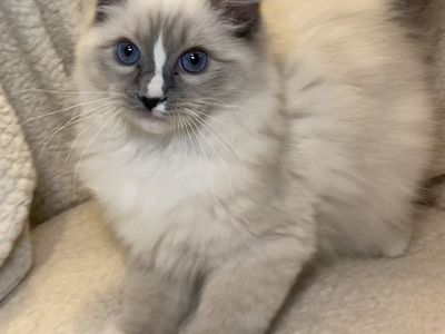 Beautiful Purebred TICA Registered 5 Month Ragdoll