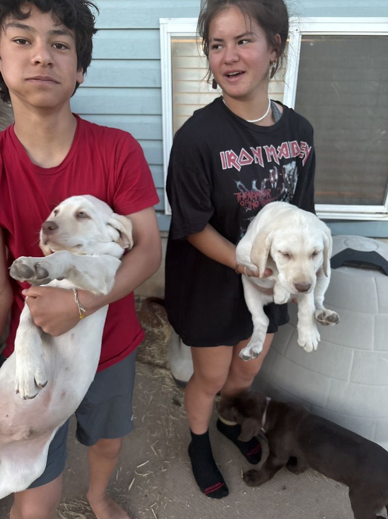 2 Male AKC Golden Lab Puppies